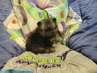 Claire, a female Pomeranian for sale in Brookville, PA – 2 of 2