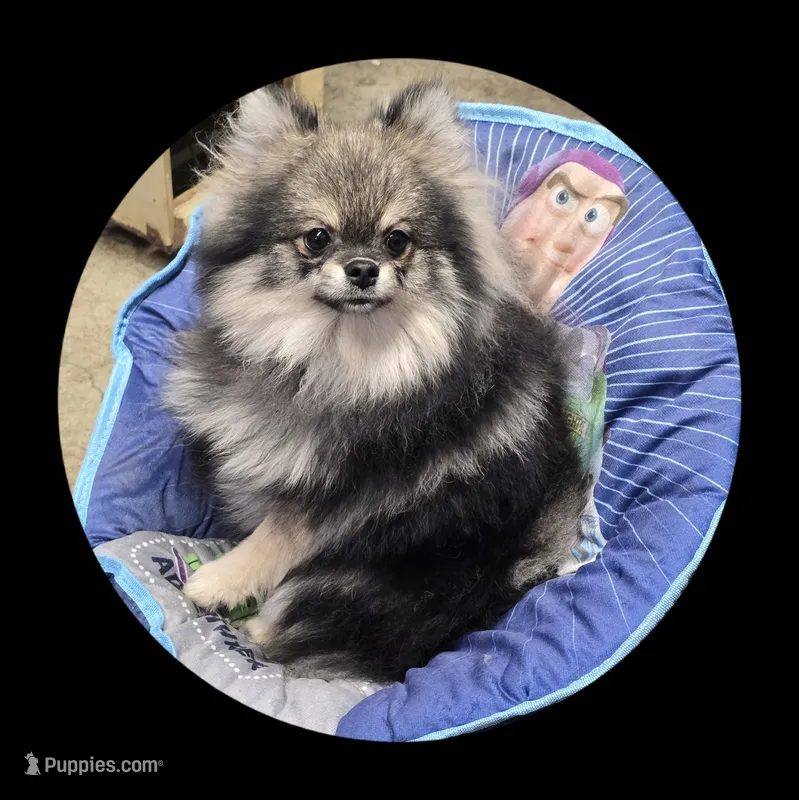 Sophia  – Pomeranian puppy for sale in Brookville, PA