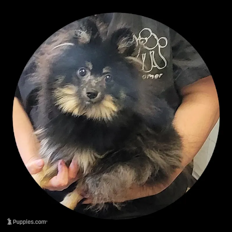 Cooper – Pomeranian puppy for sale in Brookville, PA