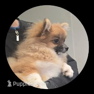 Stella – Pomeranian puppy for sale in Brookville, PA