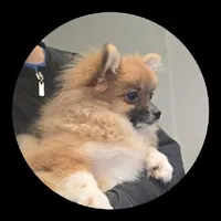 Stella, a female Pomeranian for sale in Brookville, PA – Photo 2 of 2