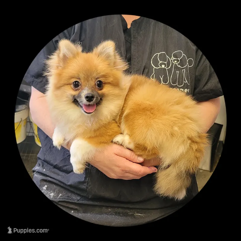 Stella – Pomeranian puppy for sale in Brookville, PA