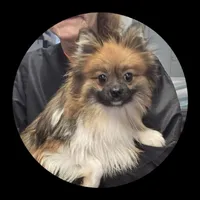 Baxter, a male Pomeranian for sale in Brookville, PA – Photo 2 of 2