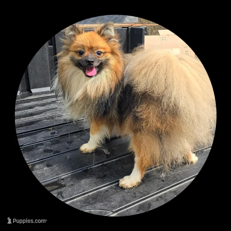 Baxter – Pomeranian puppy for sale in Brookville, PA