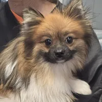 Baxter, a male Pomeranian for sale in Brookville, PA – Photo 1 of 2