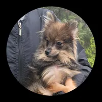 Hazel, a female Pomeranian for sale in Brookville, PA – 3 of 3