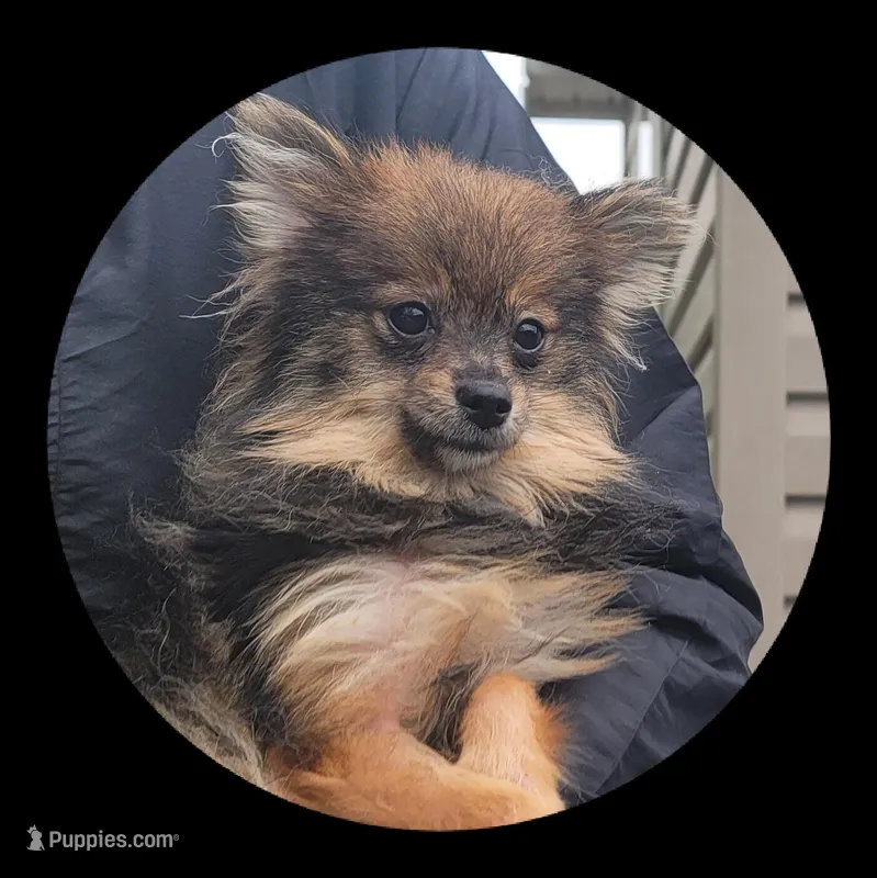Hazel – Pomeranian puppy for sale in Brookville, PA
