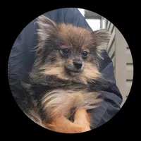 Hazel, a female Pomeranian for sale in Brookville, PA – 1 of 3