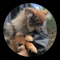 Hazel, a female Pomeranian for sale in Brookville, PA – Photo 2 of 3