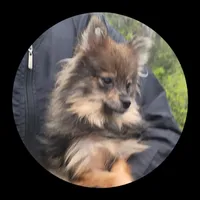 Hazel, a female Pomeranian for sale in Brookville, PA – 2 of 3