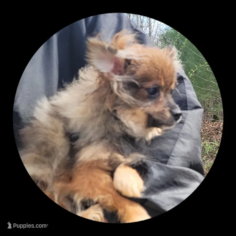 Hazel – Pomeranian puppy for sale in Brookville, PA