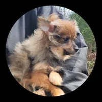 Hazel, a female Pomeranian for sale in Brookville, PA – Photo 1 of 3