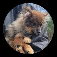 Hazel, a female Pomeranian for sale in Brookville, PA – Photo 3 of 3