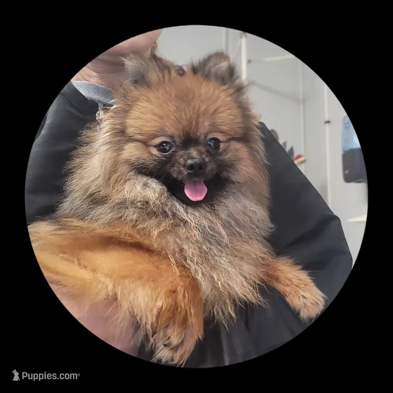 Cinnamon  – Pomeranian puppy for sale in Brookville, PA