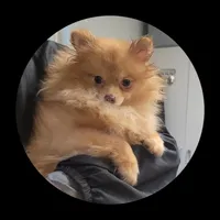 Willow, a female Pomeranian for sale in Brookville, PA – 2 of 2