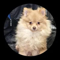Willow, a female Pomeranian for sale in Brookville, PA – Photo 1 of 3