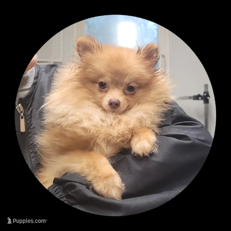 Willow – Pomeranian puppy for sale in Brookville, PA