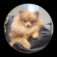 Willow, a female Pomeranian for sale in Brookville, PA – 1 of 2