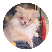 Willow, a female Pomeranian for sale in Brookville, PA – Photo 1 of 2