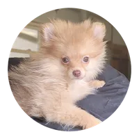 Willow, a female Pomeranian for sale in Brookville, PA – Photo 3 of 3