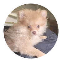 Willow, a female Pomeranian for sale in Brookville, PA – Photo 2 of 2