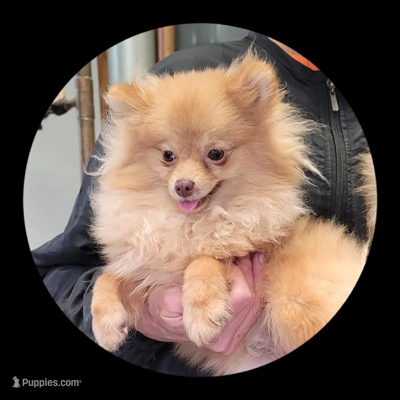 Willow – Pomeranian puppy for sale in Brookville, PA