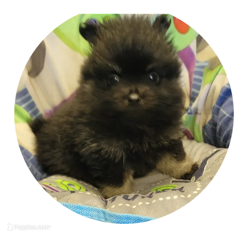 Brandy  – Pomeranian puppy for sale in Brookville, PA