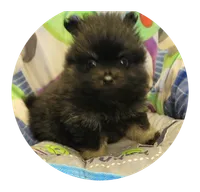 Brandy , a female Pomeranian for sale in Brookville, PA – 1 of 2