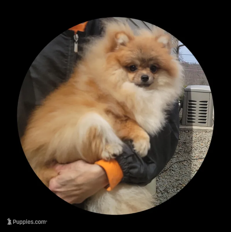 Tiara – Pomeranian puppy for sale in Brookville, PA