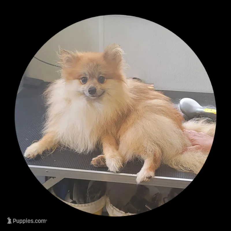 Nate, a male Pomeranian for sale in Brookville, PA – Photo 1 of 1