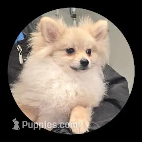 Luna – Pomeranian puppy for sale in Brookville, PA