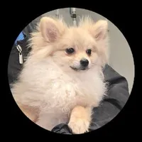 Luna, a female Pomeranian for sale in Brookville, PA – 2 of 2