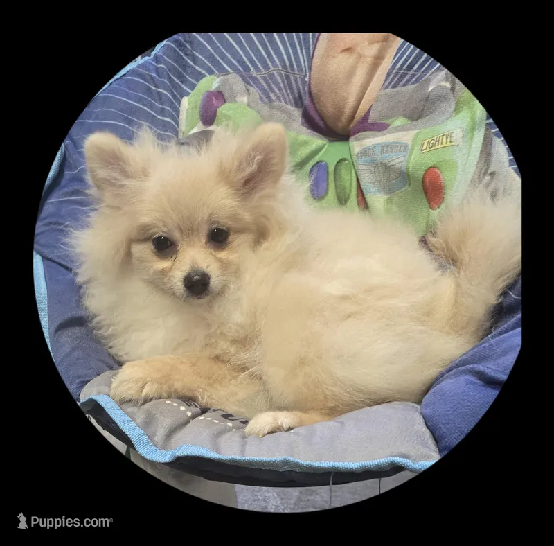 Luna – Pomeranian puppy for sale in Brookville, PA