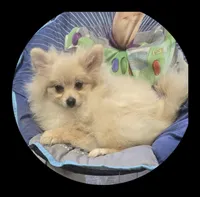 Luna, a female Pomeranian for sale in Brookville, PA – Photo 1 of 2