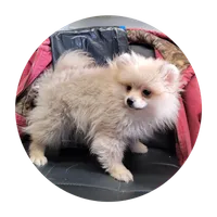 Luna, a female Pomeranian for sale in Brookville, PA – Photo 2 of 2