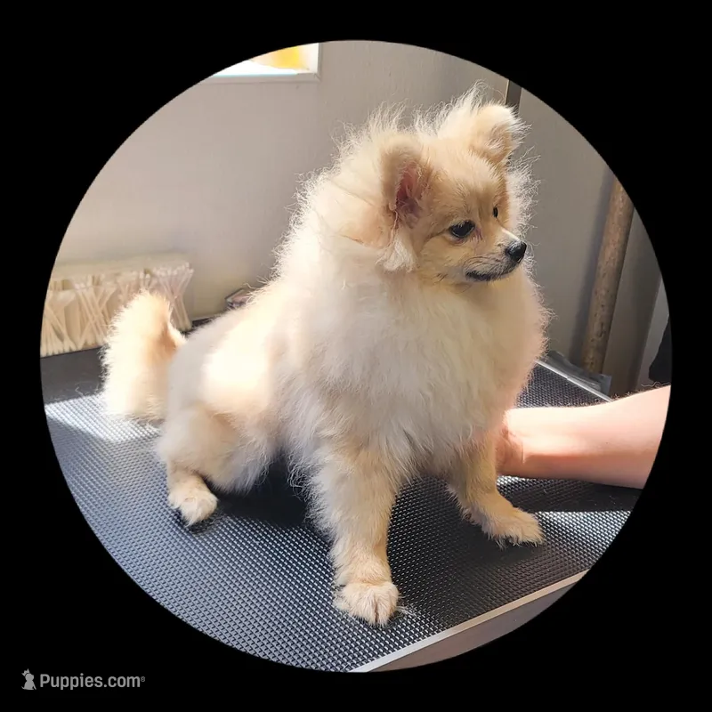 Luna – Pomeranian puppy for sale in Brookville, PA