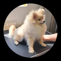 Luna, a female Pomeranian for sale in Brookville, PA – 1 of 2