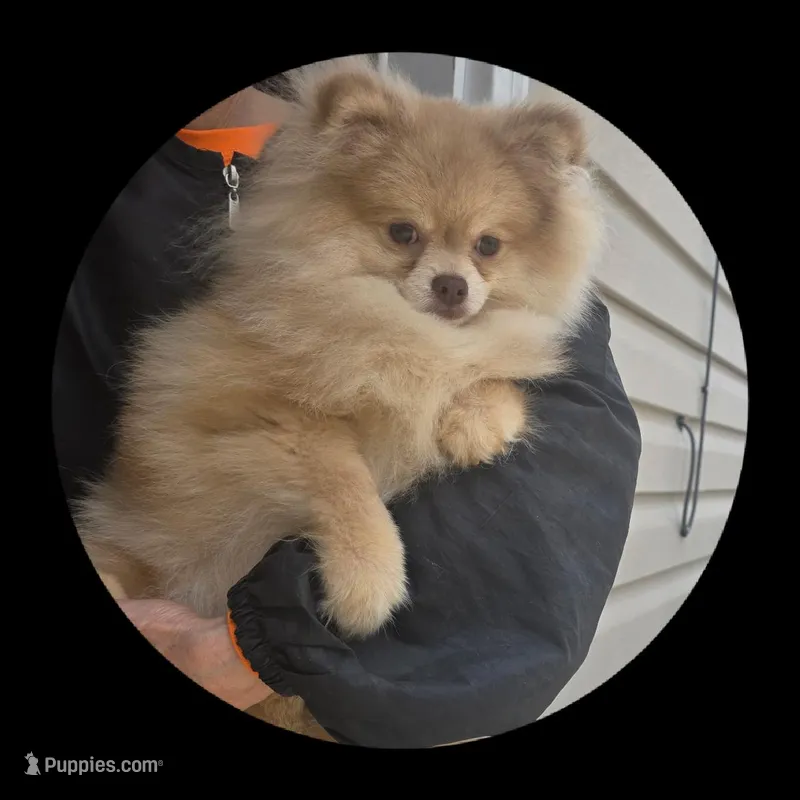 Bella – Pomeranian puppy for sale in Brookville, PA