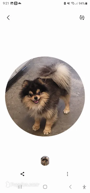 Winston – Pomeranian puppy for sale in Brookville, PA