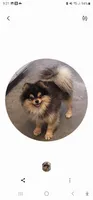 Winston, a male Pomeranian for sale in Brookville, PA – 1 of 1