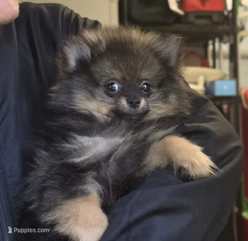 Claire – Pomeranian puppy for sale in Brookville, PA