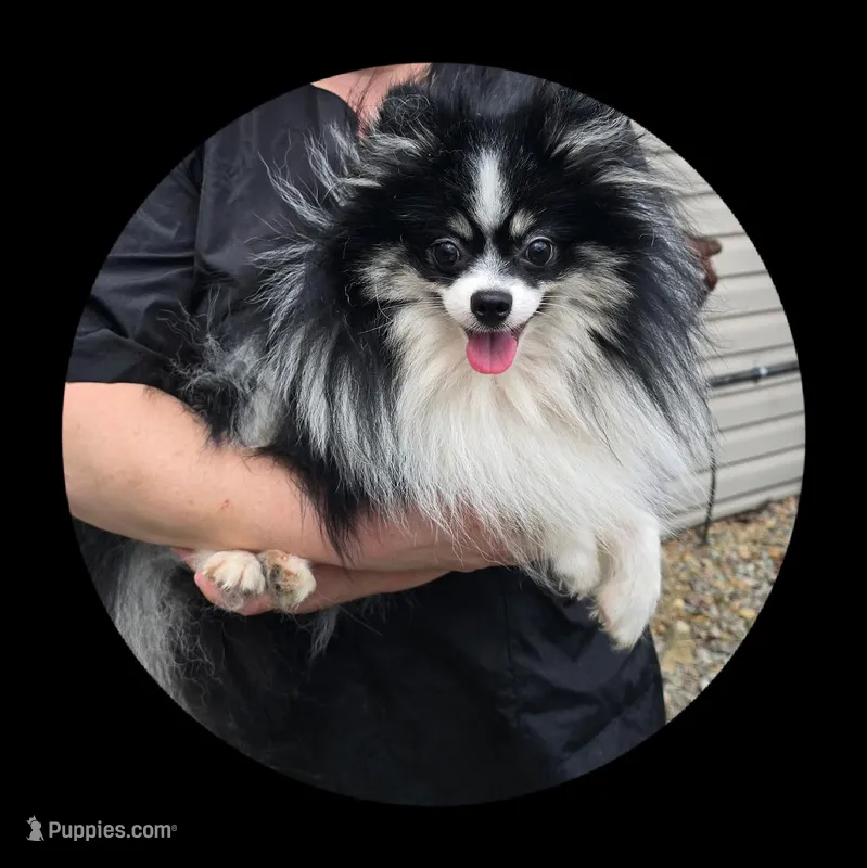 Bandit – Pomeranian puppy for sale in Brookville, PA