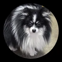 Bandit, a male Pomeranian for sale in Brookville, PA – Photo 1 of 3