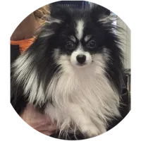 Bandit, a male Pomeranian for sale in Brookville, PA – Photo 2 of 3