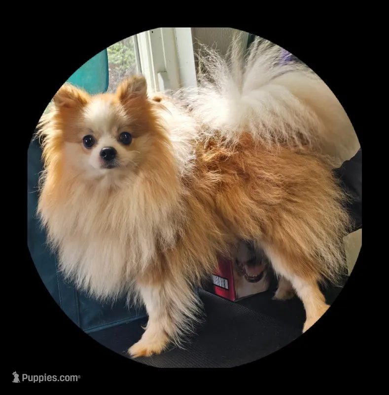 Ace – Pomeranian puppy for sale in Brookville, PA
