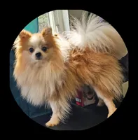 Ace, a male Pomeranian for sale in Brookville, PA – Photo 2 of 2