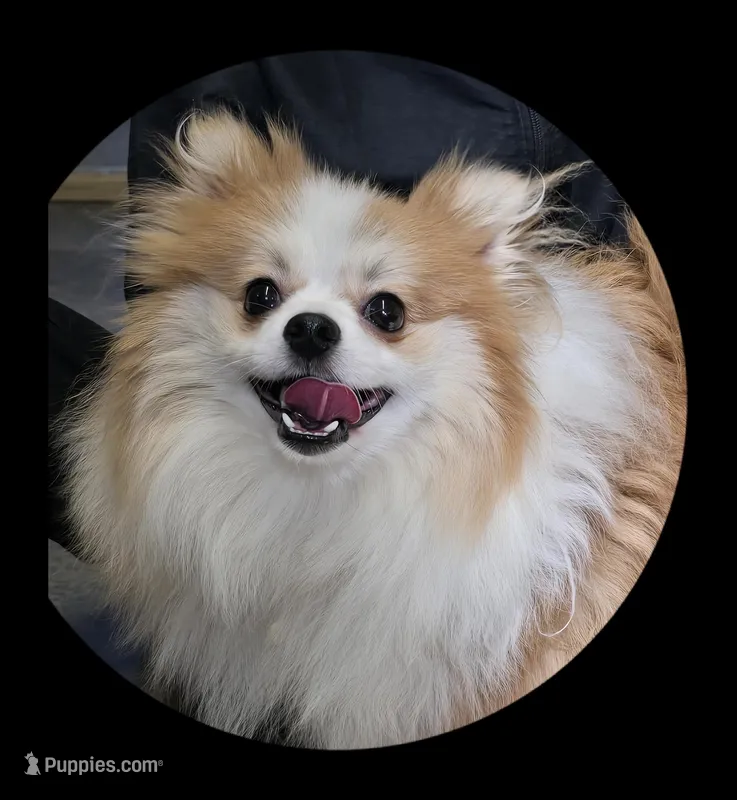 Ace – Pomeranian puppy for sale in Brookville, PA