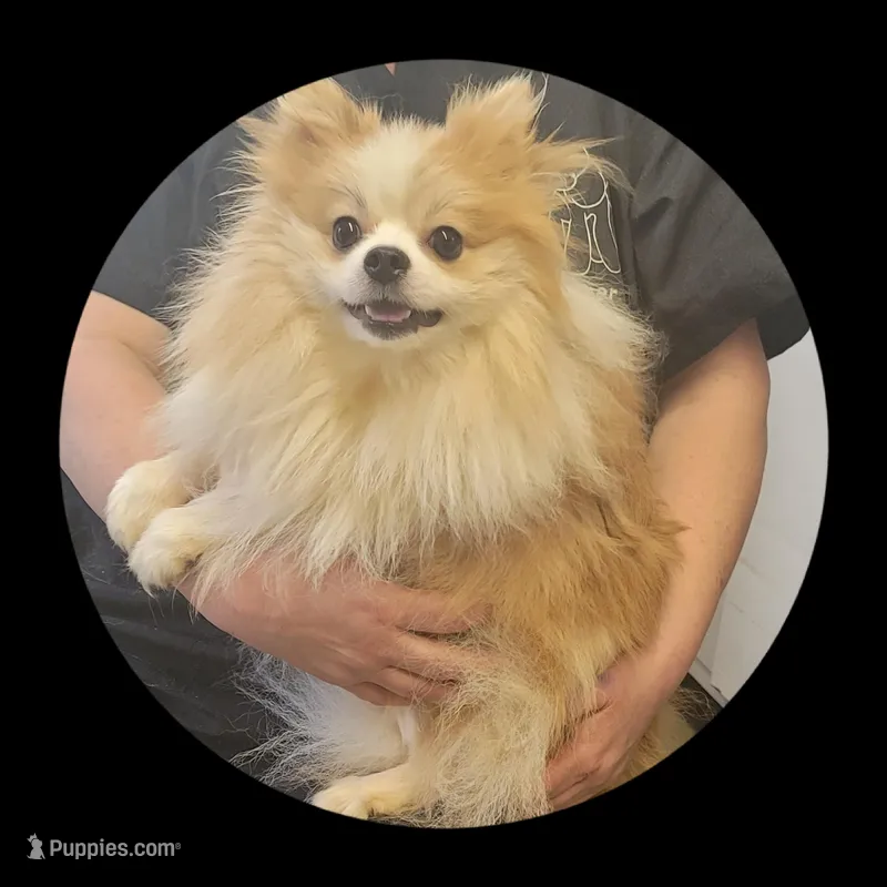 Ace – Pomeranian puppy for sale in Brookville, PA