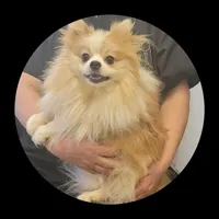 Ace, a male Pomeranian for sale in Brookville, PA – Photo 1 of 2