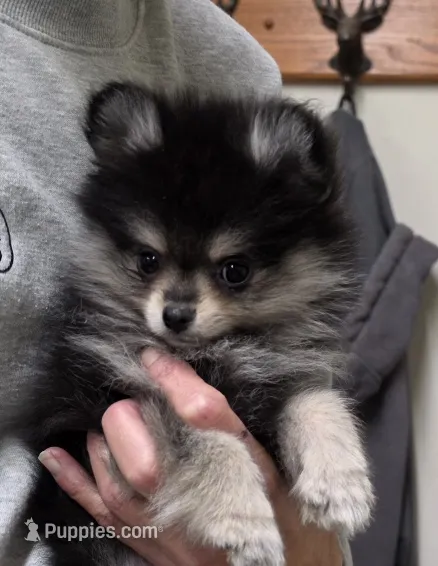 Claire – Pomeranian puppy for sale in Brookville, PA